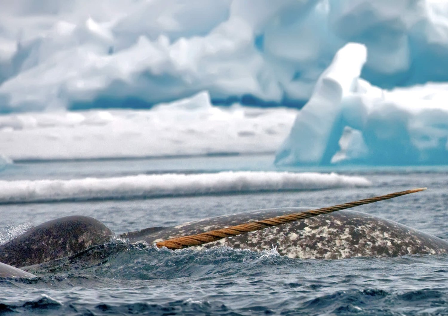 arctic-kingdom-ultimate-floe-edge20