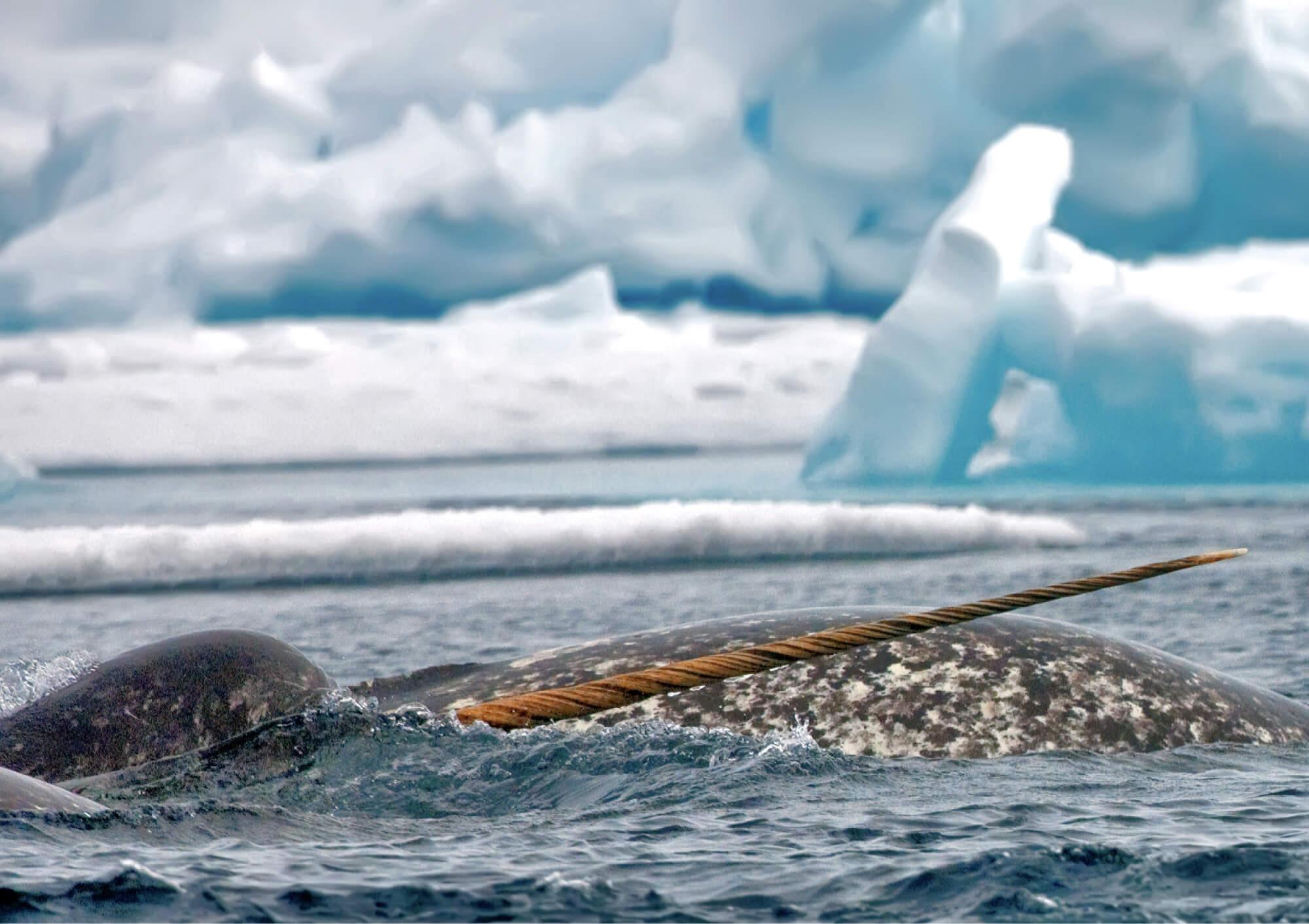arctic-kingdom-ultimate-floe-edge20