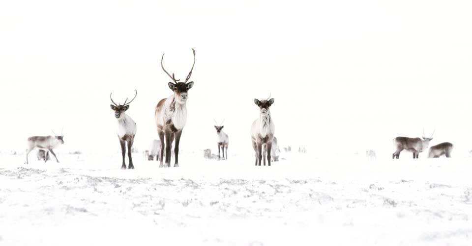 caribou-sm-1
