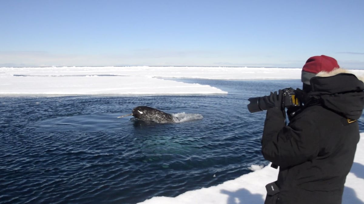 narwhal by pool w photographer