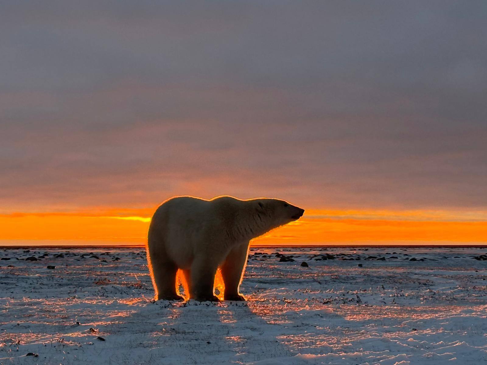 Polar Bear Migration
