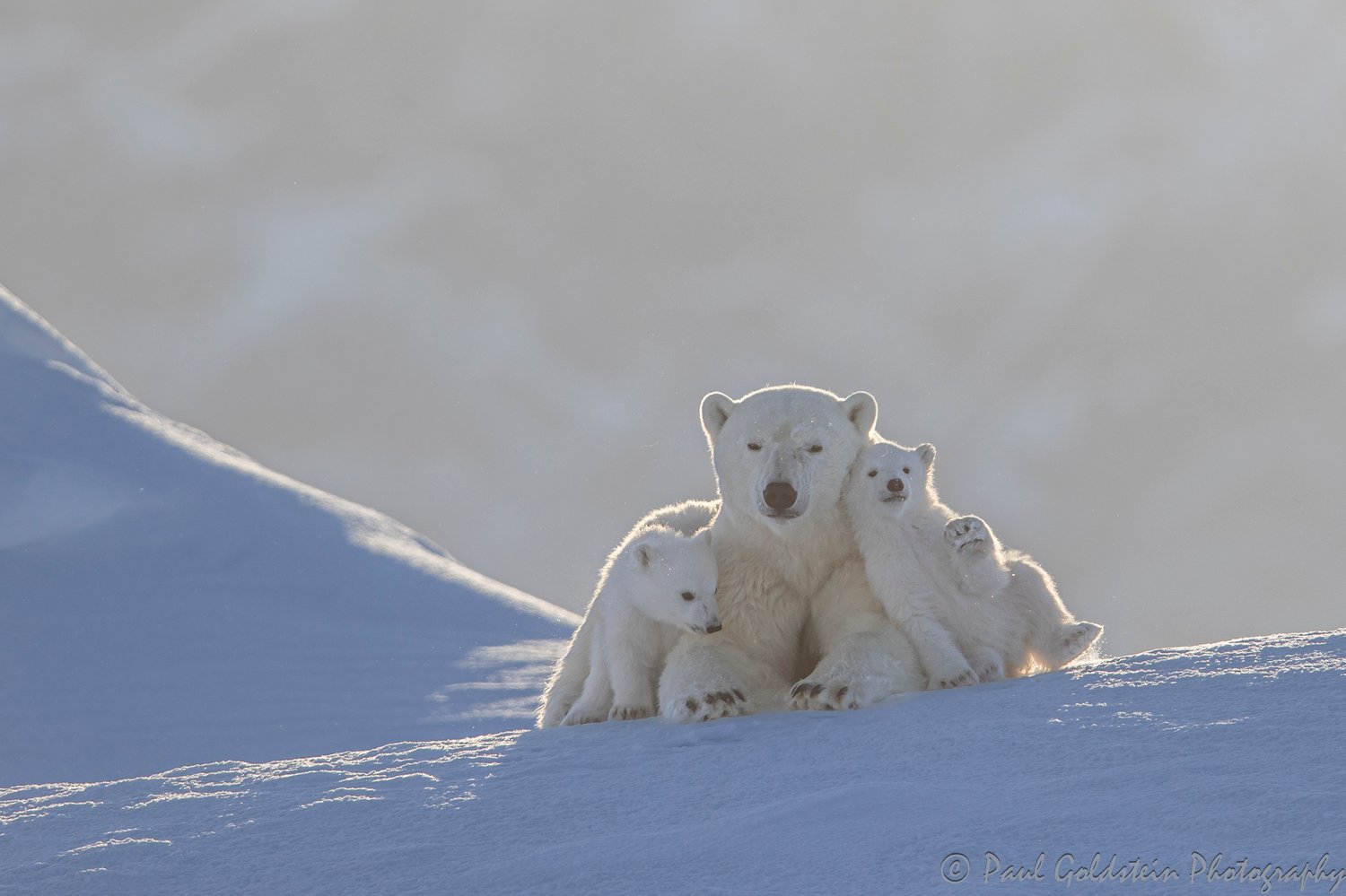 Polar Bear Migration - Paul Goldstien - Arctic Kingdom10