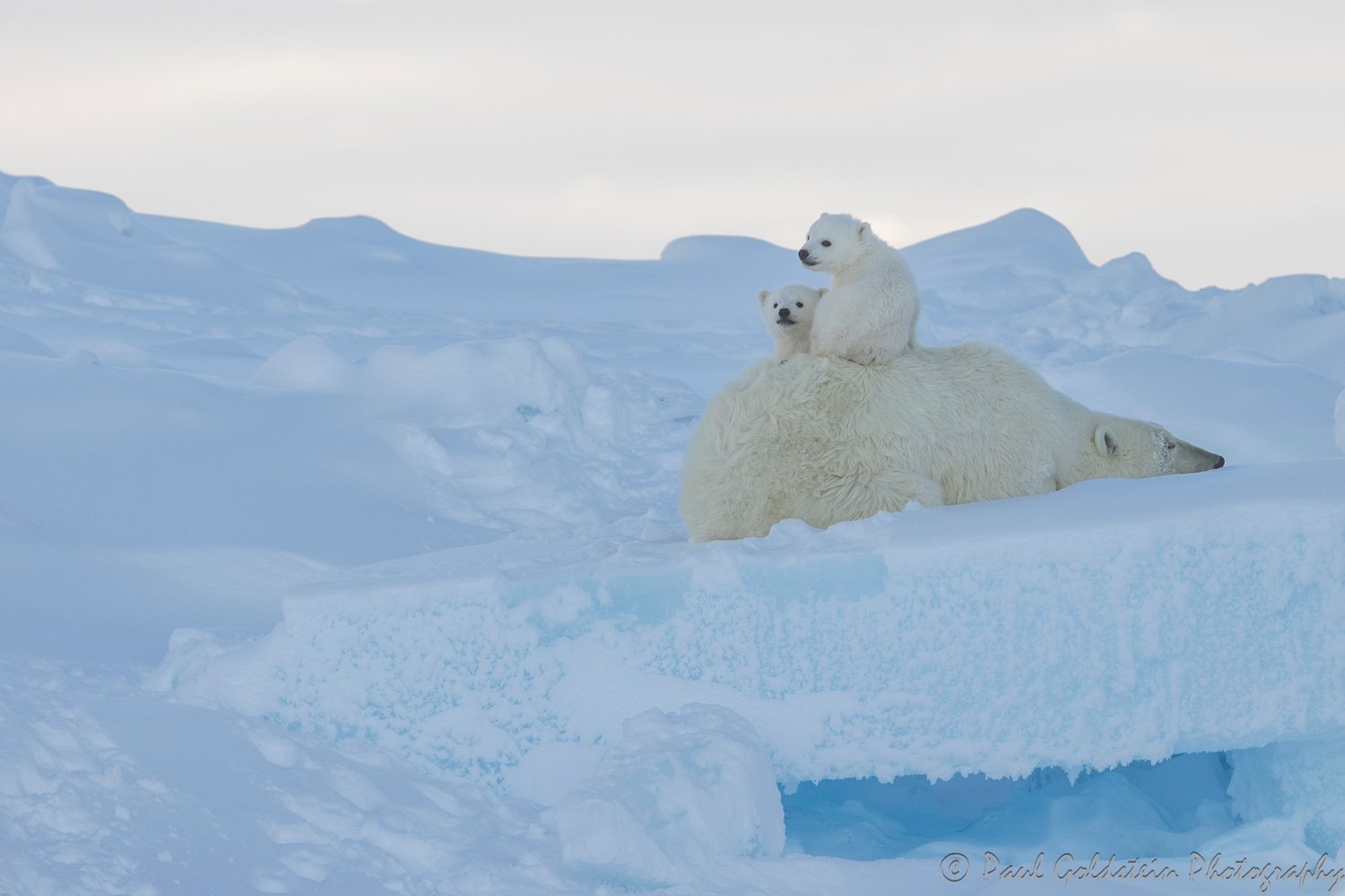 Polar Bear Migration - Paul Goldstien - Arctic Kingdom22