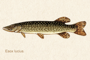 northern-pike