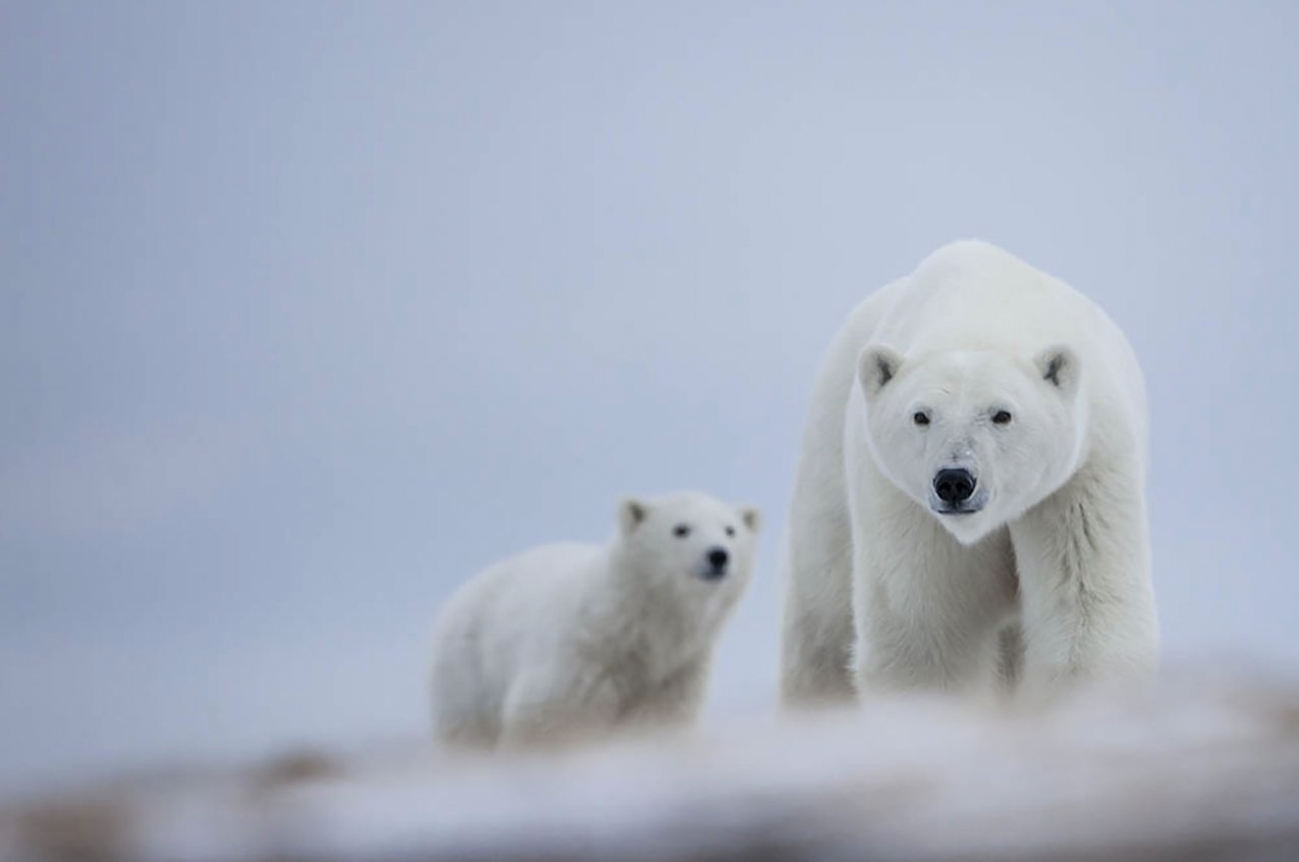 Polar Bear Migration Fly-In Safari by Arctic Kingdom19-1