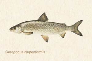 whitefish